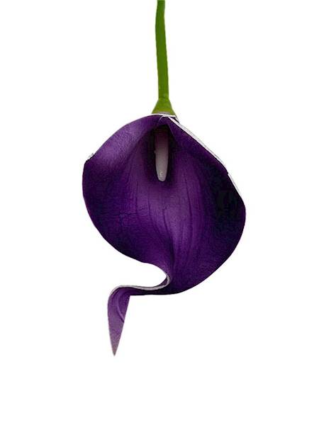 Kantadeska kalia gałązka 33 cm fiolet