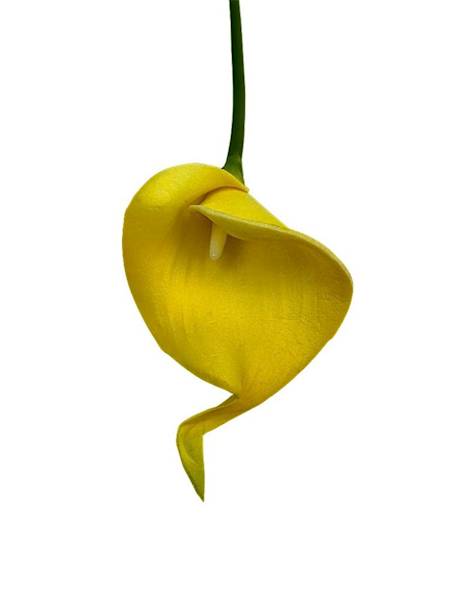 Kantadeska kalia gałązka 33 cm żółta