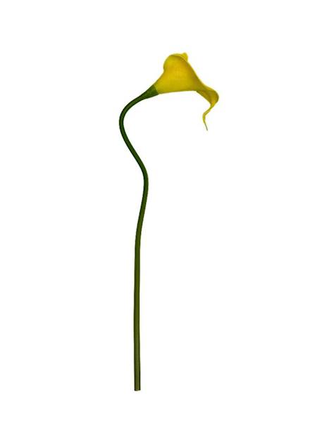 Kantadeska kalia gałązka 33 cm żółta