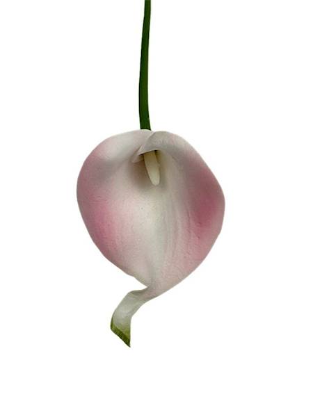 Kantadeska kalia gałązka 33 cm delikatny róż