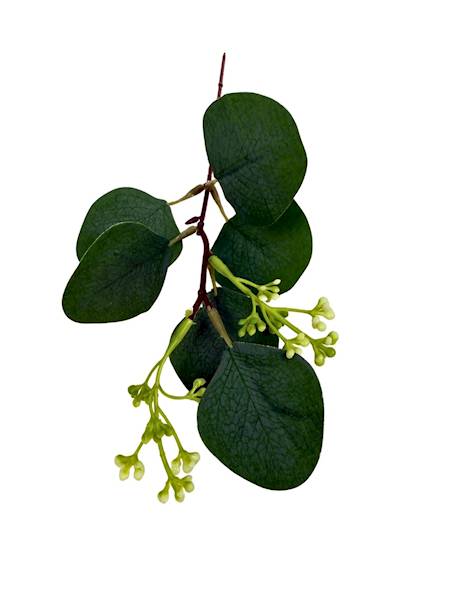 Eukaliptus gałązka dodatek 27 cm