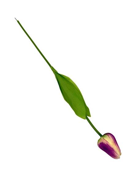 Tulipan gałązka 49 cm purpurowo kremowy