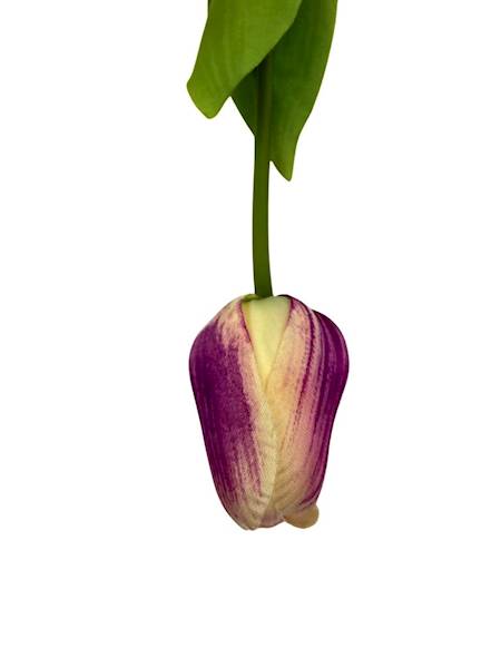 Tulipan gałązka 49 cm purpurowo kremowy