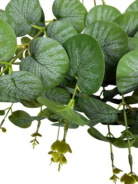 Bukiet eukaliptus 50 cm