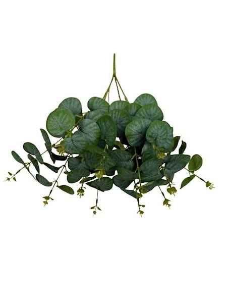 Bukiet eukaliptus 50 cm