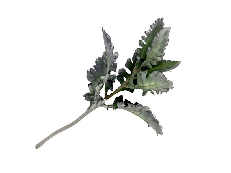 Starzec gałązka omszona 38 cm