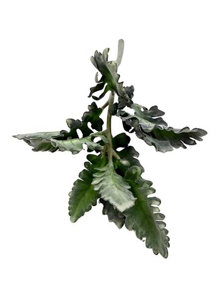 Starzec gałązka omszona 38 cm