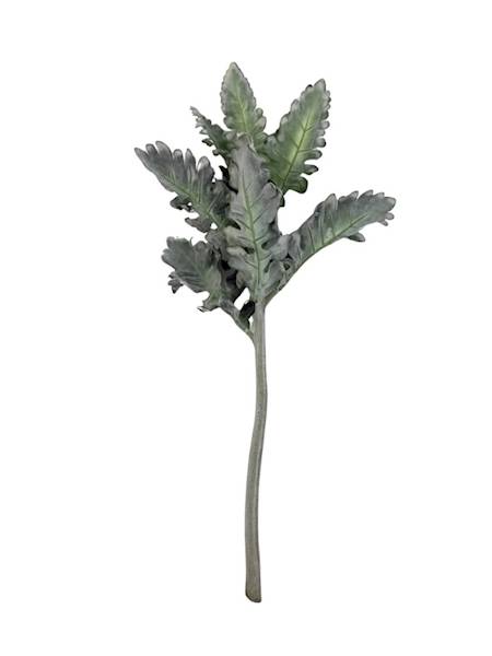 Starzec gałązka omszona 38 cm