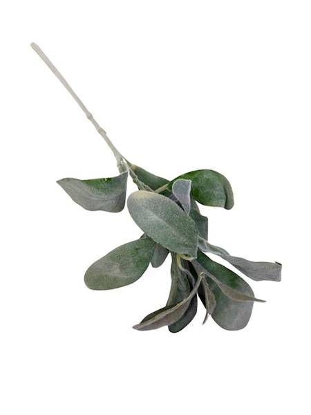 Starzec omszona gałązka 34 cm zielony