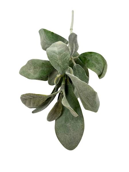 Starzec omszona gałązka 34 cm zielony