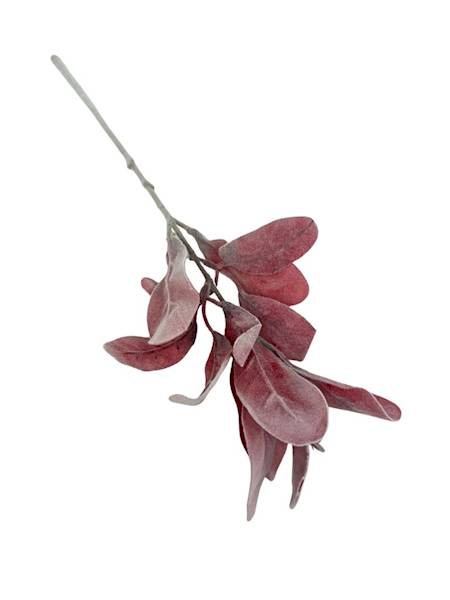 Starzec omszona gałązka 34 cm czerwony