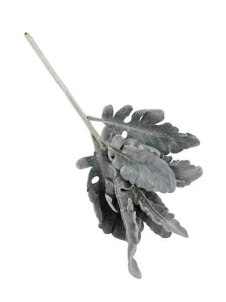 Starzec gałązka omszona 33 cm zielony