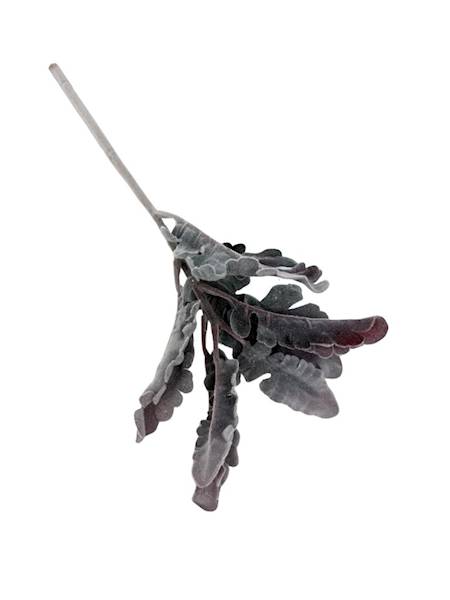 Starzec gałązka omszona 33 cm szaro bordowy