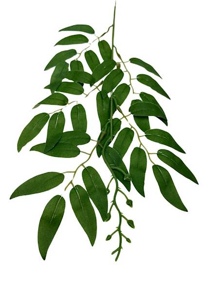 Ruskus gałązka 50 cm zielony