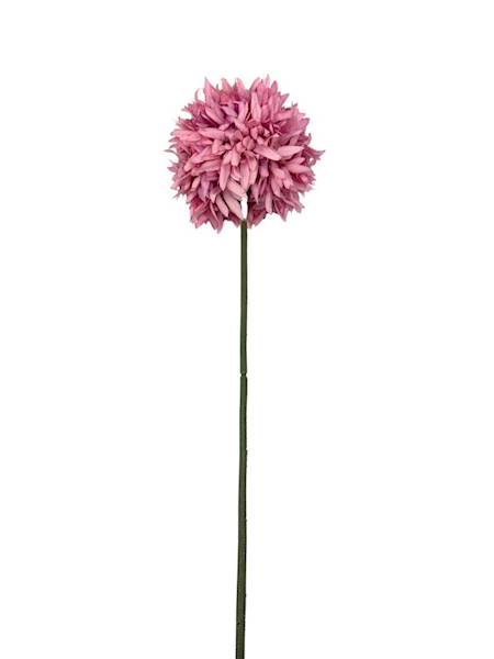 Czosnek chryzantema gałązka 45 cm różowy