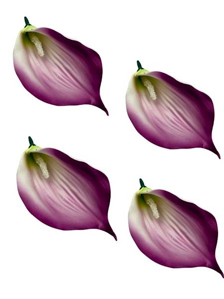 Kalia główka 14 cm purpurowa 4 SZTUKI
