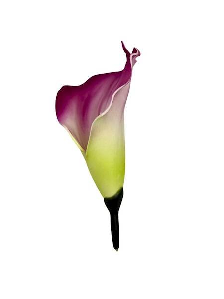 Kalia główka 14 cm purpurowa 4 SZTUKI