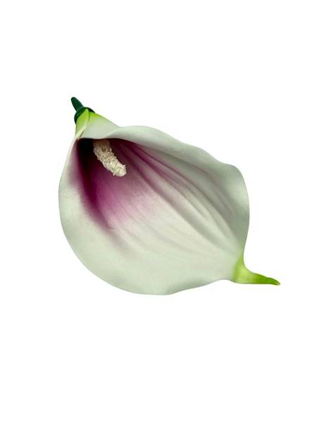 Kalia główka 14 cm biało purpurowa 4 SZTUKI