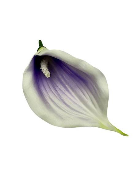 Kalia główka 14 cm biało fioletowa