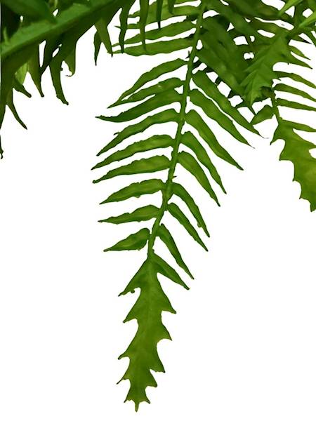 Paproć bukiet 55 cm