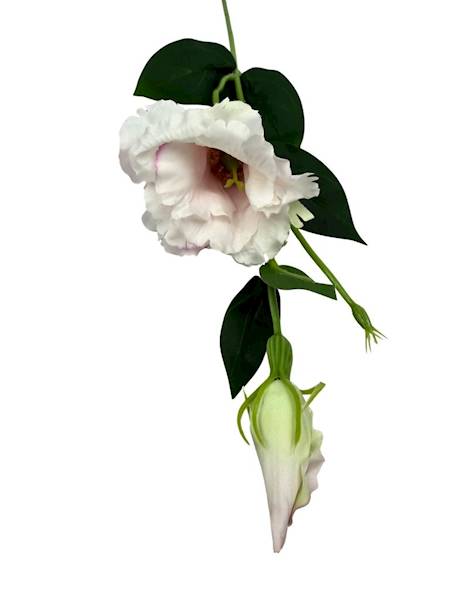 Eustoma gałązka 48 cm perłowa