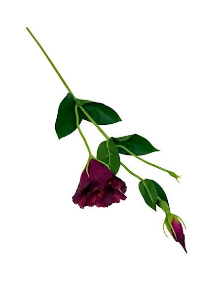 Eustoma gałązka 48 cm bordo