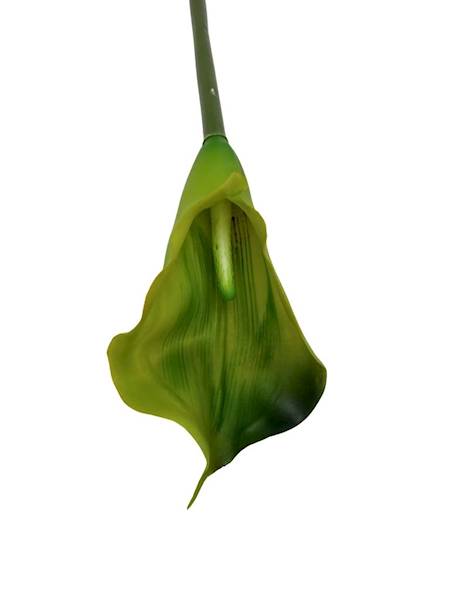 Kalia gumowa 70 cm zielona