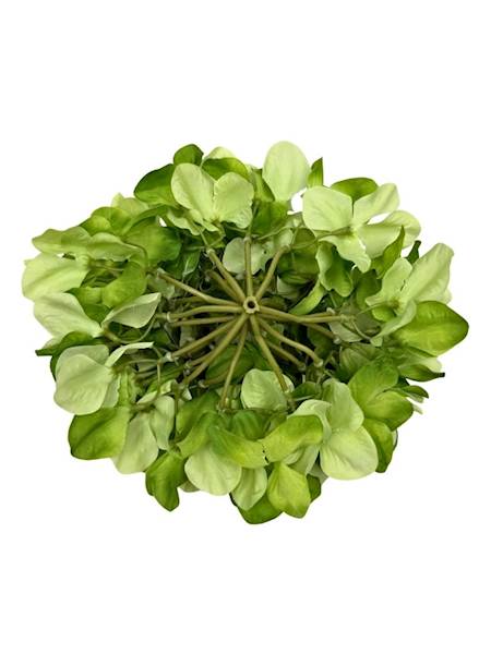 Hortensja XL główka 23 cm zielona