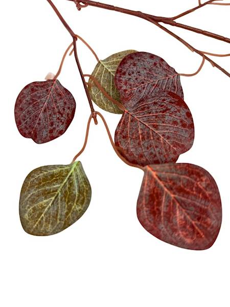 Eukaliptus liść brązowy gałązka 63 cm