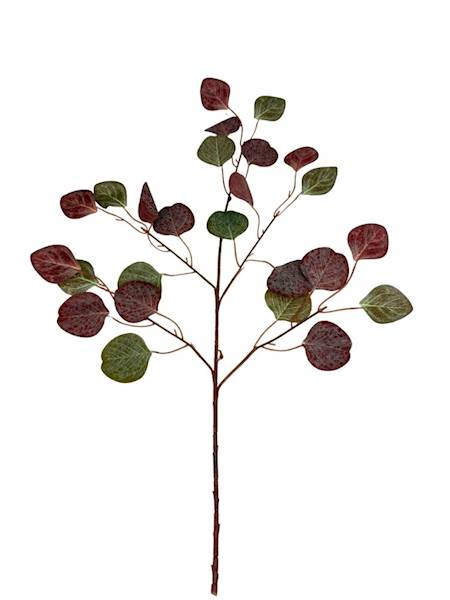 Eukaliptus liść brązowy gałązka 63 cm