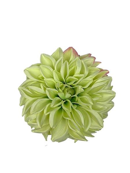 Dalia główka 15 cm jasno zielona z różem