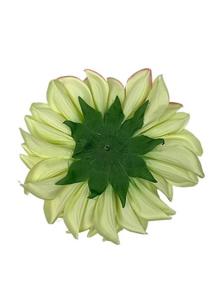 Dalia główka 15 cm jasno zielona z różem
