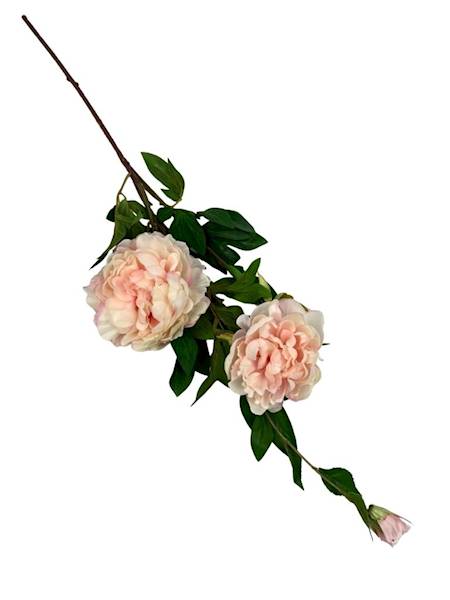 Piwonia gałązka 114 cm brzoskwinia i jasny róż