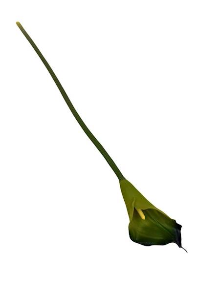 Kalia gumowa 70 cm odcienie zielonego