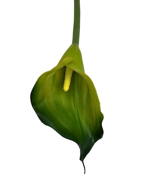 Kalia gumowa 70 cm odcienie zielonego