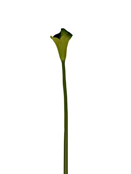 Kalia gumowa 70 cm odcienie zielonego