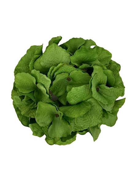 Hortensja główka 18 cm zielona