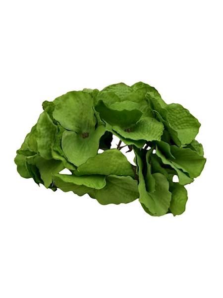 Hortensja główka 18 cm zielona