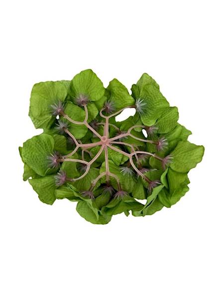 Hortensja główka 18 cm zielona