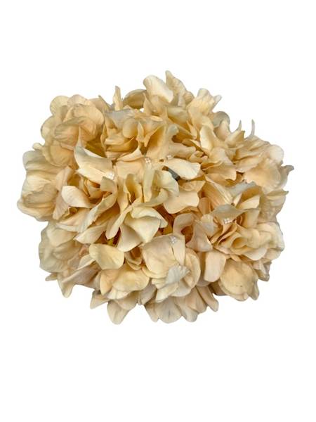 Hortensja duża główka 25 cm kremowa