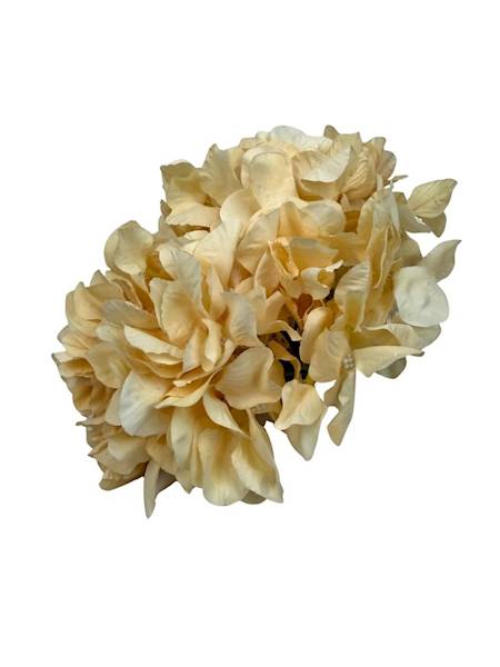 Hortensja duża główka 25 cm kremowa