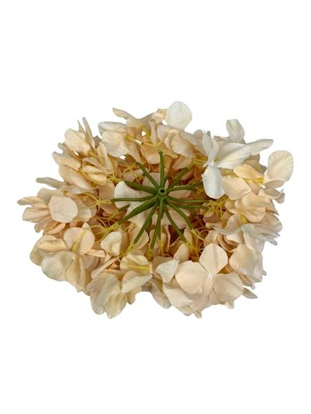 Hortensja duża główka 25 cm kremowa