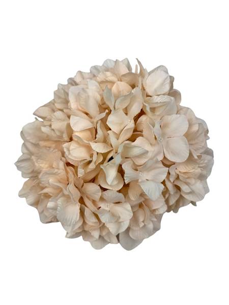 Hortensja duża główka 25 cm delikatna brzoskwinia