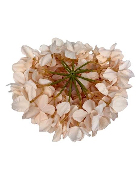 Hortensja duża główka 25 cm delikatna brzoskwinia