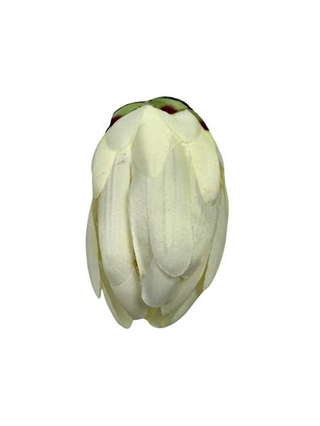 Karczoch główka 13 cm biały