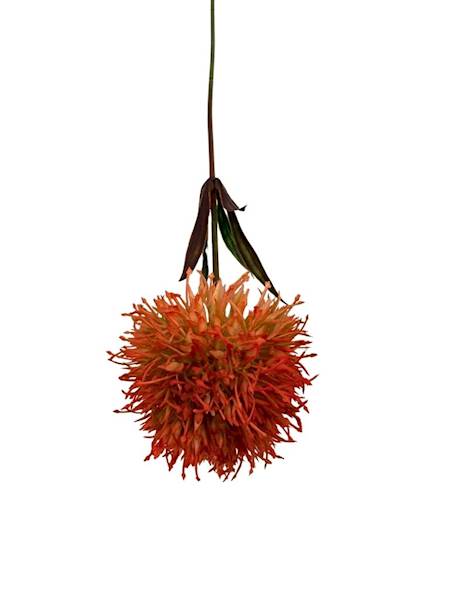 Czosnek gałązka 50 cm pomarańcz