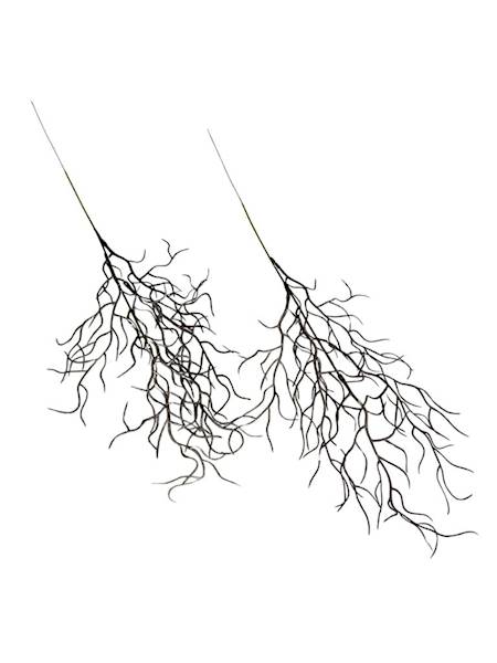 Wierzba gałązka 50 cm brąz 2 SZTUKI
