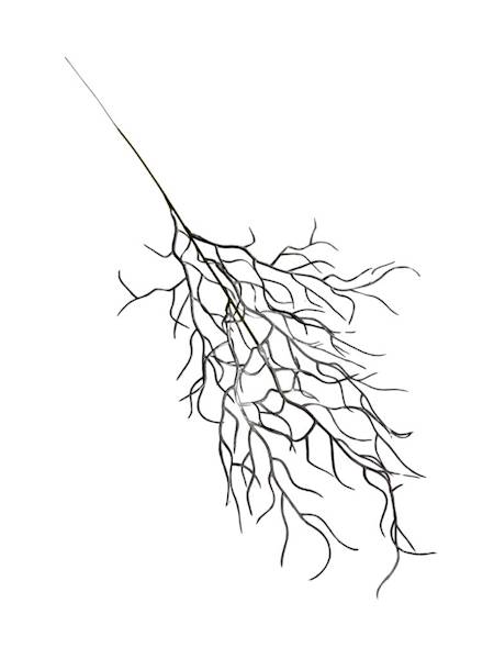 Wierzba gałązka 50 cm brąz 2 SZTUKI