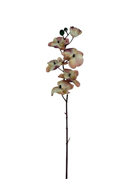 Storczyk gałązka 77 cm krem i róż