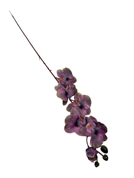 Storczyk gałązka 77 cm brudny fiolet